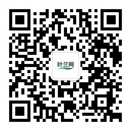 叶兰网